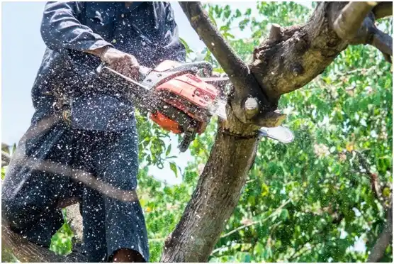 tree services Cascade Valley